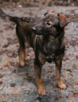 259586 - einfach Besseres erleben dürfen - Overath