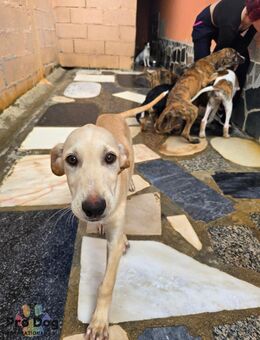 Hundebaby Mellow - Talkau