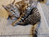 Bengal BKH Kitten weiblich - Oberboihingen