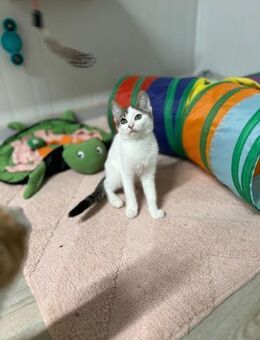 Patch - schüchterner Kuschler - Kirchheim (München)