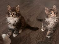 Maine Coon Babys - Weyhe