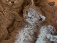 Britisch Kurzhaar Kitten BKH - Heddesheim