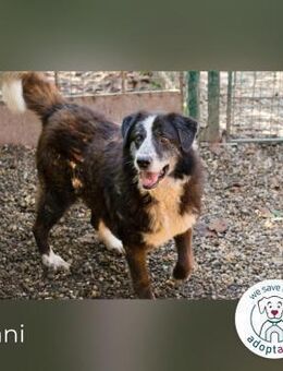 Ajani: Sieger der Herzen - Kirchzell