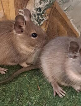 Junge Degu Männchen - Sonnenbühl