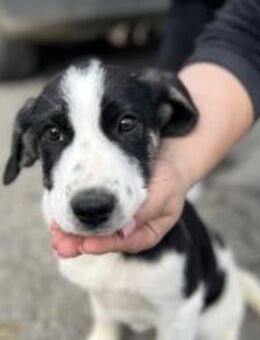 Hier kommt Gilla! - München