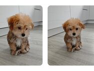 Zuhause für immer gesucht!!! Malteser- Yorkshire Terrier-Welpe - Stephanskirchen