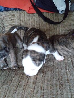 Old english bulldogge Boxer Mix - Hamburg