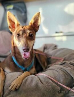 Nelly - Podenco Orito Hündin sucht - Berlin