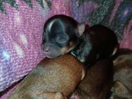 Noch 3 reinrassige chiuhuahua welpen rüden weibchen - Bad Kissingen