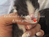 Zwei Babykatzen suchen liebevolles Zuhause – idealerweise gemeinsam (Privatvermittlung) - Hannover