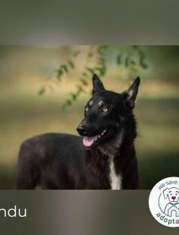 Yondu: Tapferer Schatz - Kirchzell