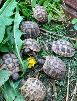 7 Griechische Landschildkröten (THB) aus 2021, 2023 - Stemwede