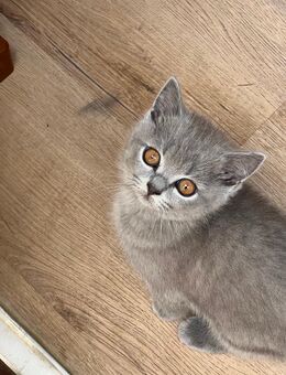BKH kitten Britisch Kurzhaar Katze !Abholbereit! - Kiel