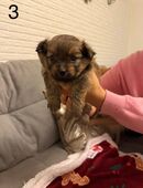 Noch 2 Pomeranian Mix Welpen - suchen ein liebevolles Zuhause! in 47139