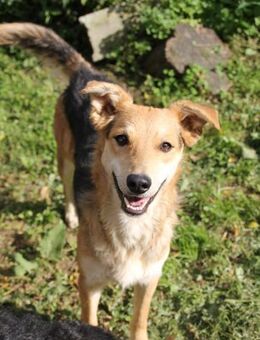 Goldstück Sole - Ellerbek