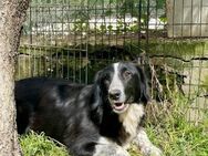 GIGLIOLA🍀🍀🍀sucht einfühlsame Menschen - Herxheim (Landau)