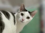 Ady ein ganz besonderer Kater... - Oberhausen (Rheinland-Pfalz)