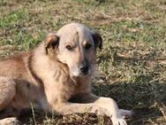 Neville, der Tapfere 🐾 - Elsdorf (Nordrhein-Westfalen)