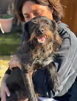 RENZO 💙💙💙 sucht streichelnde Hand - Herxheim (Landau)