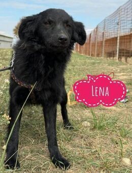 Lena eine feine Hündin - Flörsheim-Dalsheim