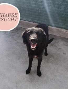 Zarte ARABICA sucht forever Home❤️ - Saarbrücken