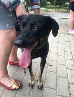 Barsik sucht ein Zuhause - Finning