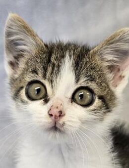 Leonardo - Kulleraugen - Süderbrarup