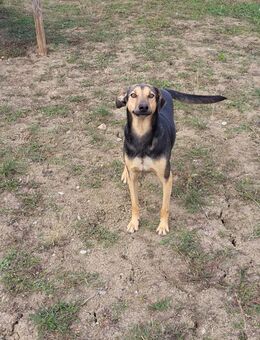 Benji - Sportlicher Rüde - Schlitz