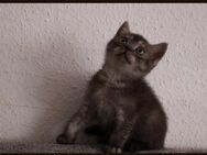BKH Kitten - Griesheim
