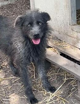 Lieber Strubbel, Schnauzer Mix Rüde - Kappeln (Schleswig-Holstein)
