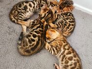 Bengal Katzenbabys Kitten mit Stammbaum - Erkelenz