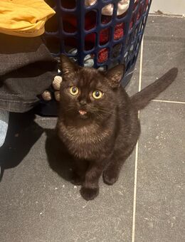 Bkh Katze - Leipzig