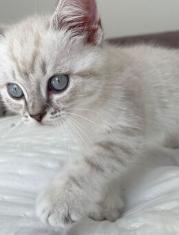 Bkh kitten reinrassig 3 Jungen - Borkwalde