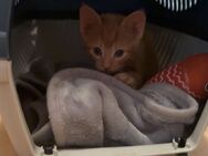 Babykatze abzugeben (orange) - Weiden (Oberpfalz)