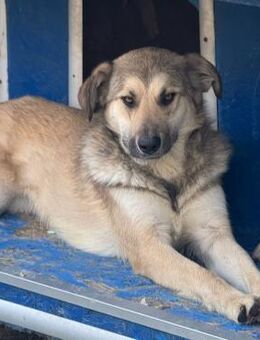 ❣️Molly - Junge Traumhündin🙏❣️ - Eislingen (Fils)