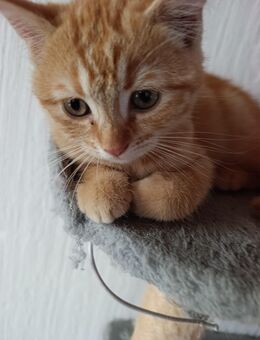 süße Katze - Minden Leteln