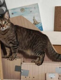 Victorio liebt Hunde und Katzen - Augsburg