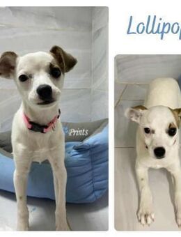 Lollipop - Wendelstein