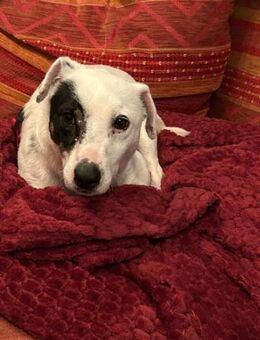 Zuckersüßer Henry sucht sein Glück - Mannheim