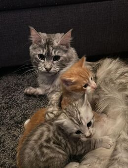 Maine coon - Dingolfing