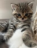 BKH Kitten in 89584