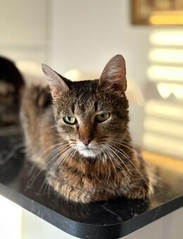 Hope - die tapfere Einzelgängerin - Gerlingen