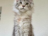 Maine Coon Kitten mit Stammbaum - Köln