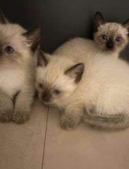 Siam katze - Duisburg