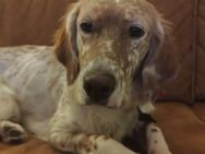 Olga, menschenbezogener Setter-Mix, 2J - Vaterstetten