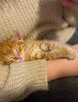 Süße Baby kitten suchen ein Zuhause - Gelsenkirchen Scholven