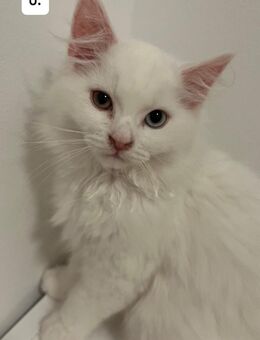 Maine Coon/Perser Kätzchen abzugeben – geb. 06.08.2025 - München Laim