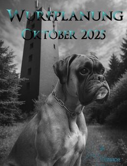 Boxer Welpen Wurfplanung Oktober VDH FCI Züchter - Weilheim (Oberbayern)