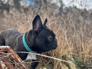 Französische Bulldogge sucht neues Zuhause! - Nittenau