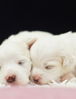 Malteser Welpen ab Ende Oktober - Elmshorn